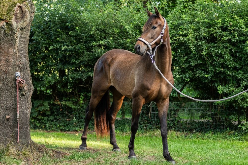 KWPN dressuurpaard Ruin 3 jaar Donkerbruin te koop - Hoofdfoto