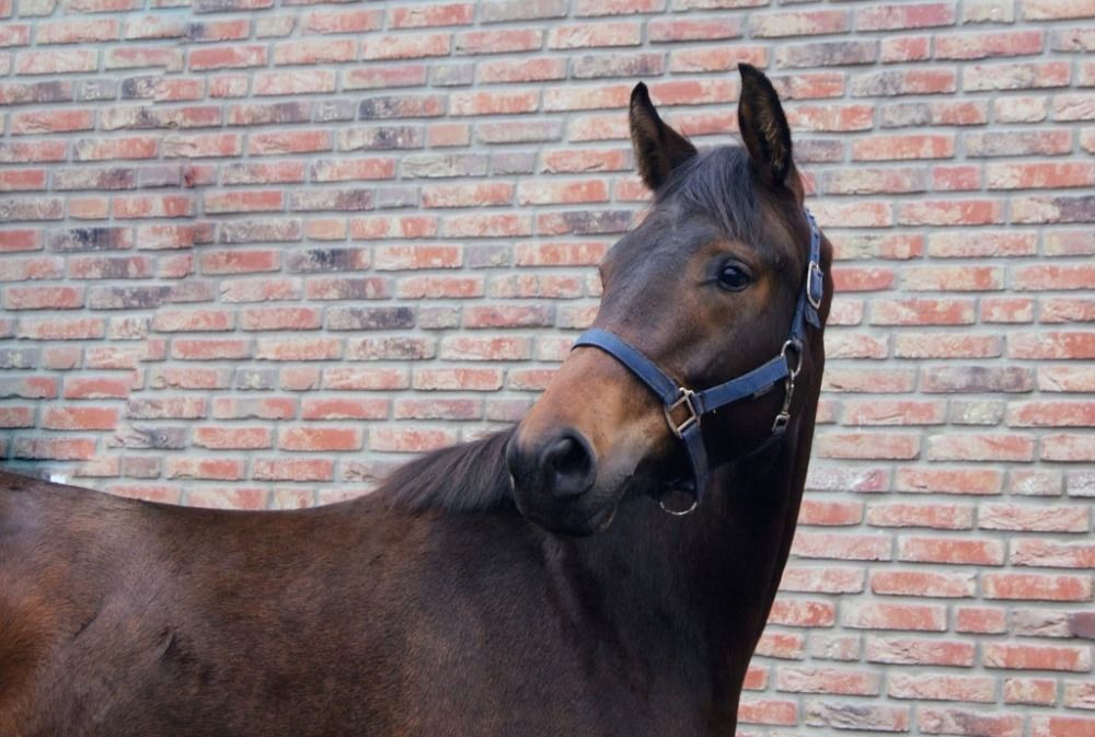 KWPN dressuurpaard Merrie 1 years old Bruin for sale - Main photo