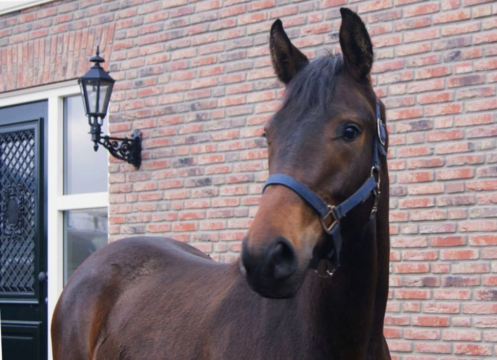 KWPN dressuurpaard Merrie 1 years old Bruin for sale - Photo 4