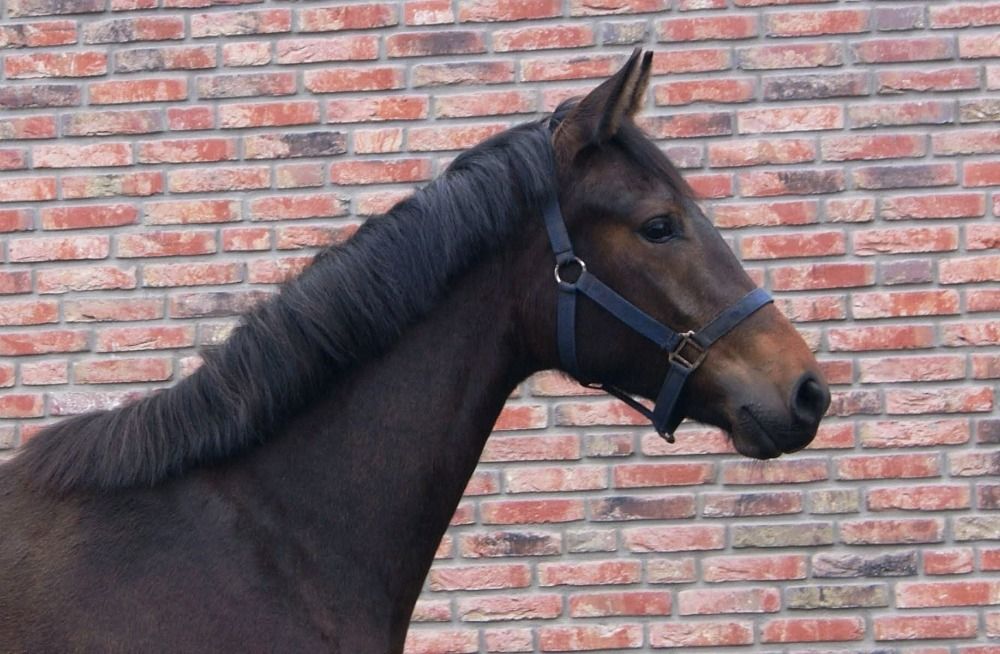 KWPN dressuurpaard Merrie 1 years old Bruin for sale - Photo 2