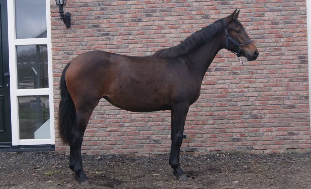 KWPN dressuurpaard Merrie 1 years old Bruin for sale - Photo 3