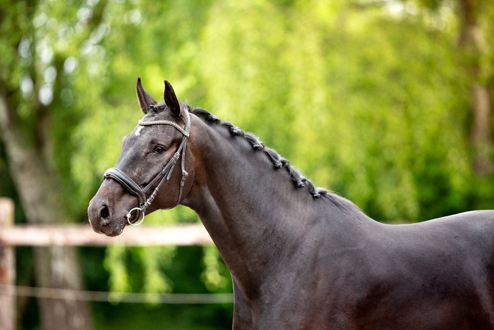 BWP dressuurpaard Ruin 5 jaar Zwart te koop - Foto 2