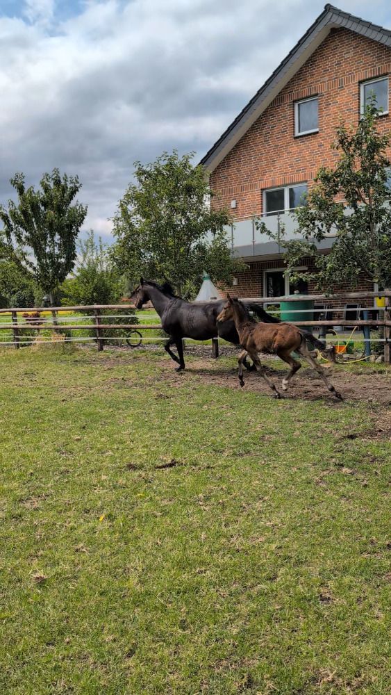 Hannover dressuurpaard Kastanje te koop - Foto 5