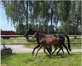 Hannover dressuurpaard Kastanje te koop - Foto 6