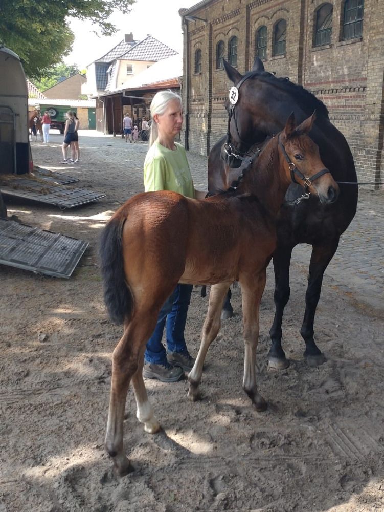 Hannover dressuurpaard Kastanje te koop - Foto 4