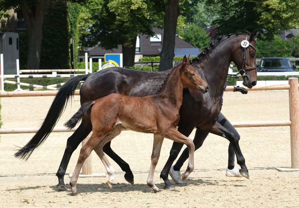 Hannover dressuurpaard Kastanje te koop - Foto 2