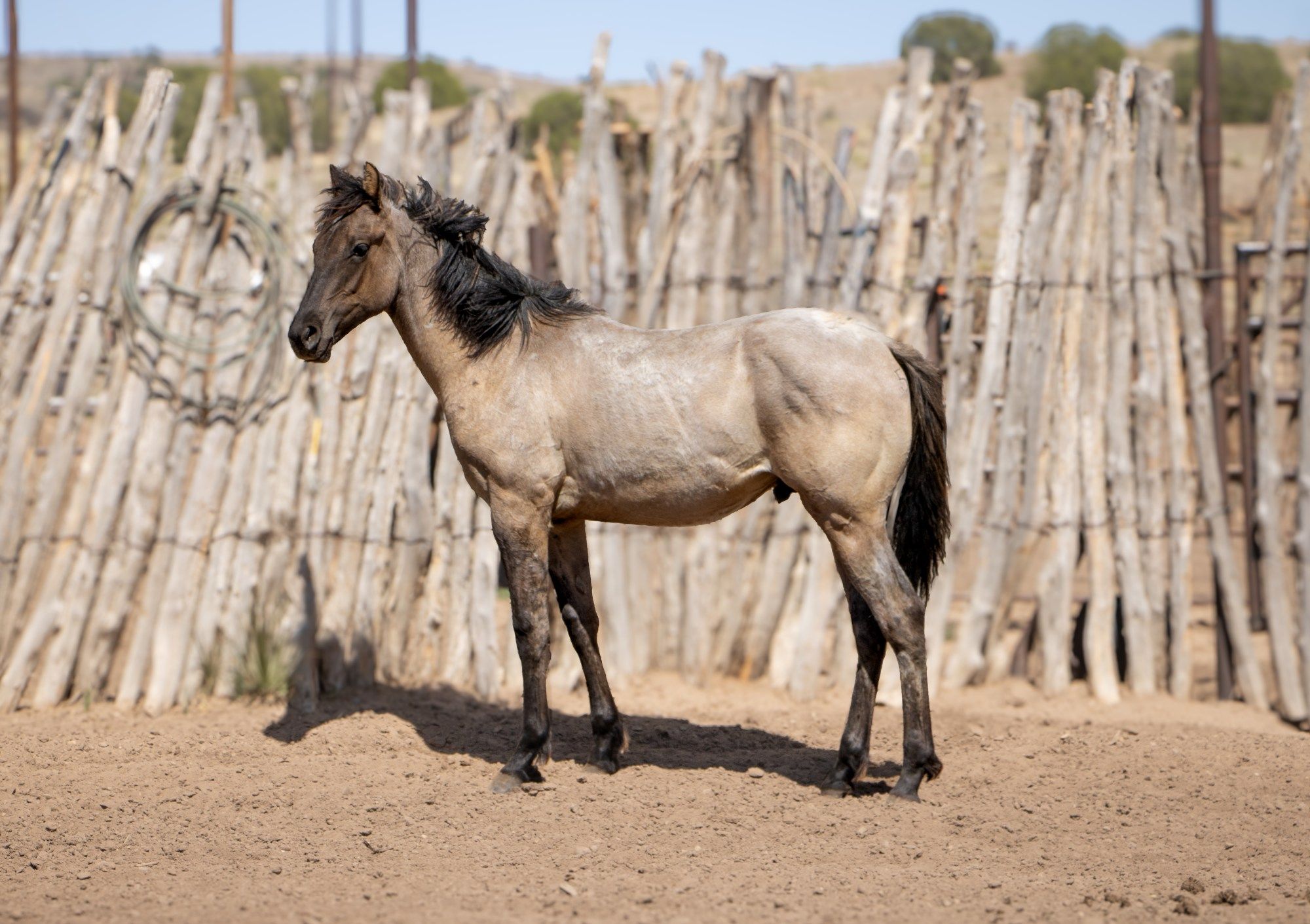 quarter-horse western-paard hengst 1 Jahre alt zu verkaufen - Hauptfoto