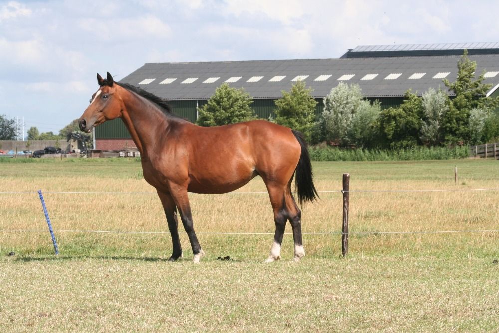 KWPN fokmerrie Merrie 13 jaar Bruin te koop - Foto 5