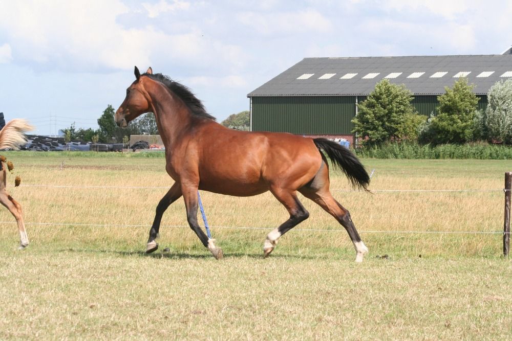 KWPN fokmerrie Merrie 13 jaar Bruin te koop - Foto 4