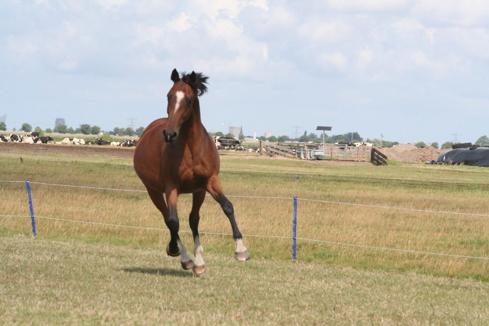 KWPN fokmerrie Merrie 13 jaar Bruin te koop - Foto 2
