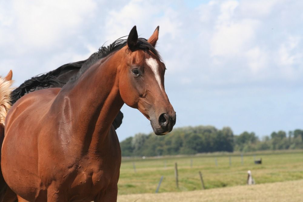 KWPN fokmerrie Merrie 13 jaar Bruin te koop - Hoofdfoto