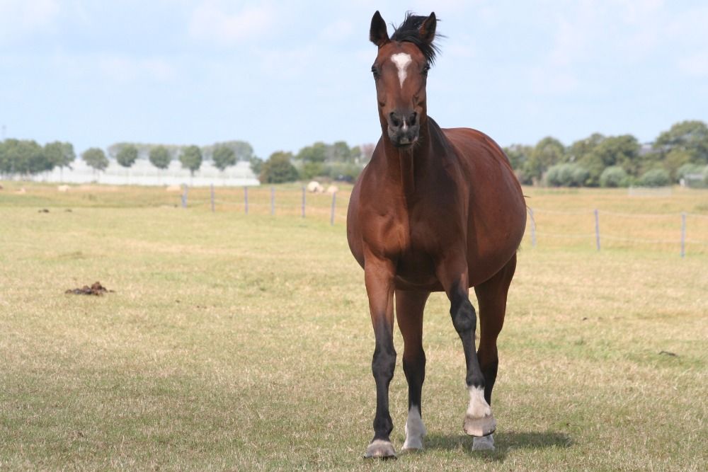 KWPN fokmerrie Merrie 13 jaar Bruin te koop - Foto 3