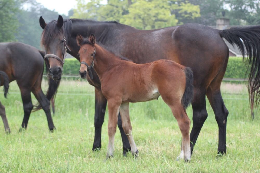 KWPN fokmerrie Merrie 9 jaar Donkerbruin te koop - Foto 5