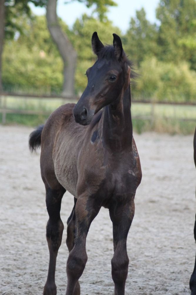 KWPN fokmerrie Merrie 9 jaar Donkerbruin te koop - Foto 3