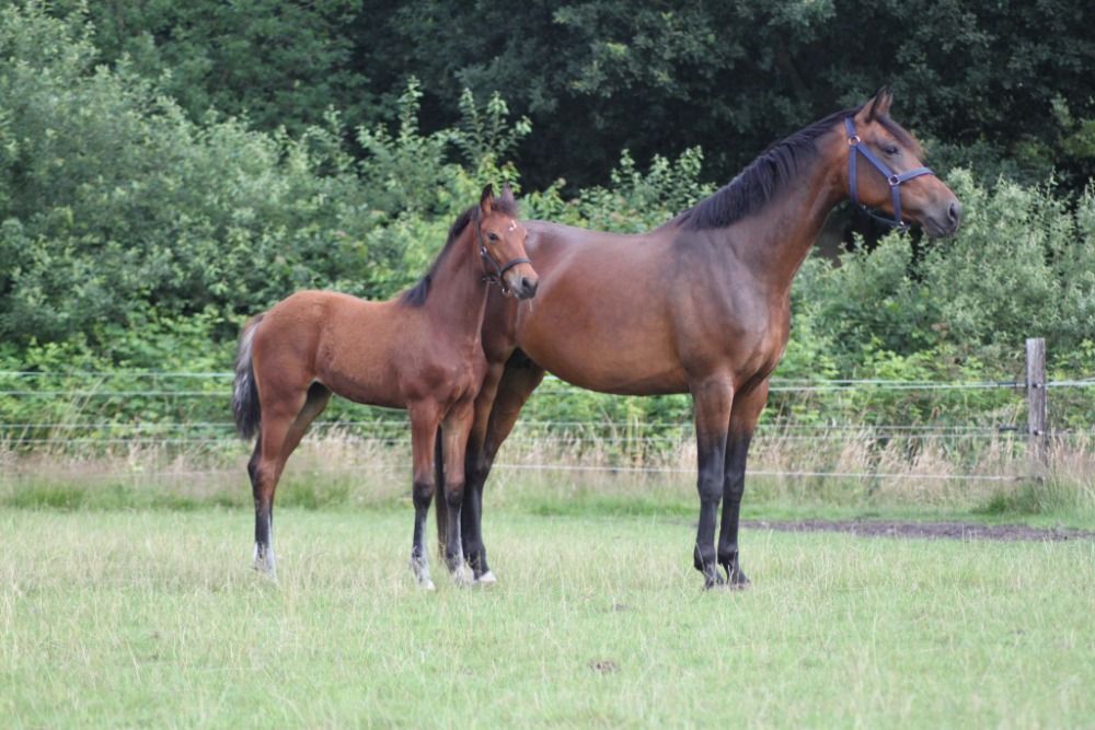 KWPN fokmerrie Merrie 9 jaar Donkerbruin te koop - Foto 2