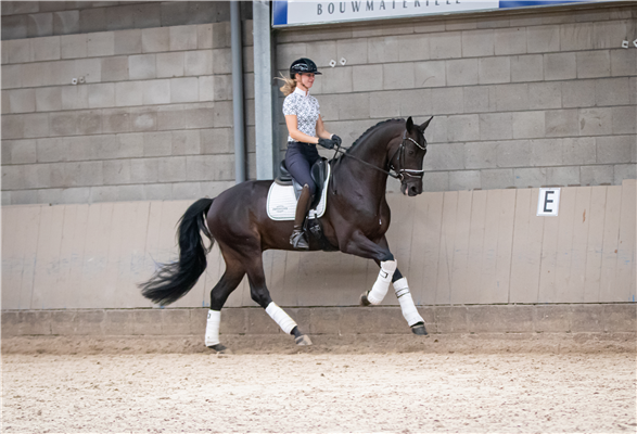 Getalenteerd dressuurpaard