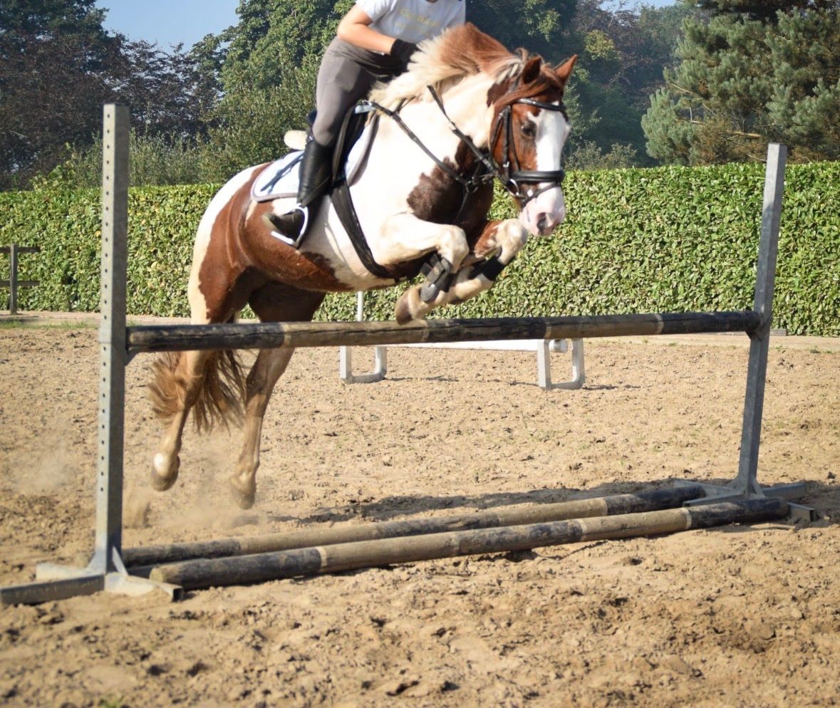 irish-sport-horse springpony merrie 12 سنوات للبيع - صورة 3