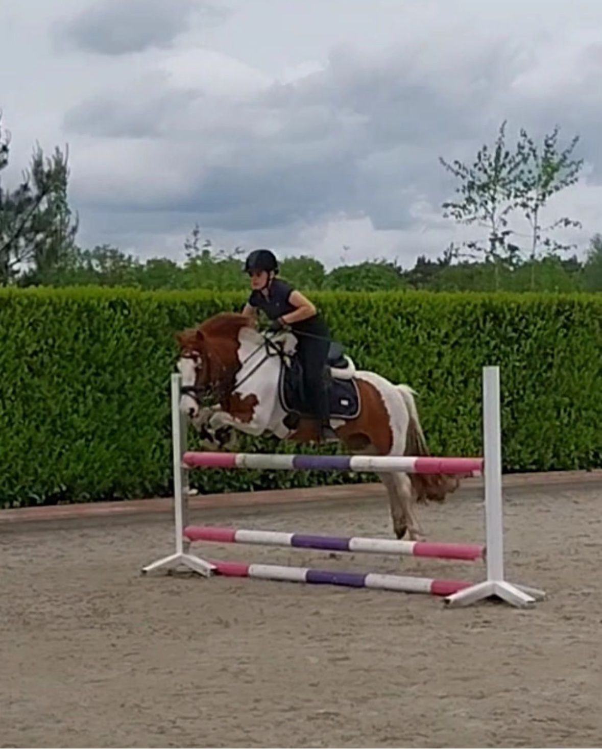 irish-sport-horse springpony merrie 12 سنوات للبيع - صورة 2