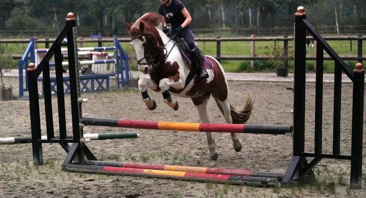 irish-sport-horse springpony merrie 12 سنوات للبيع - صورة 4