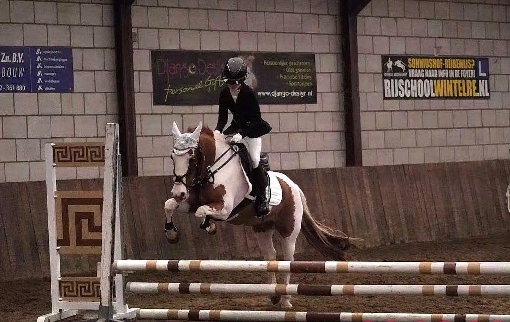 irish-sport-horse springpony merrie 12 سنوات للبيع - صورة 5