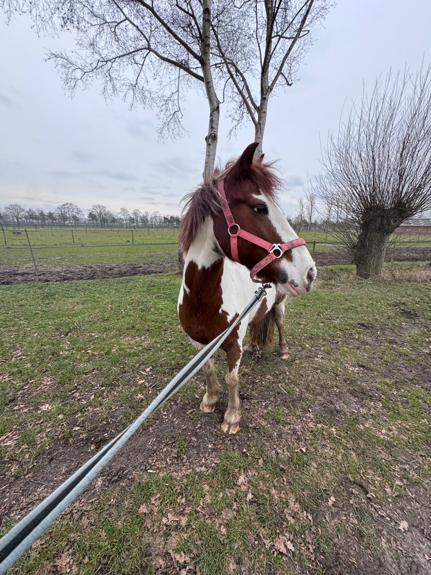 irish-sport-horse springpony merrie 12 سنوات للبيع - صورة 6