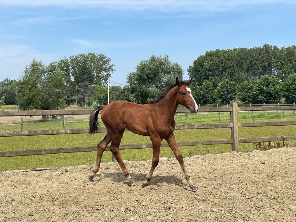 BWP springpaard Hengst Bruin te koop - Hoofdfoto