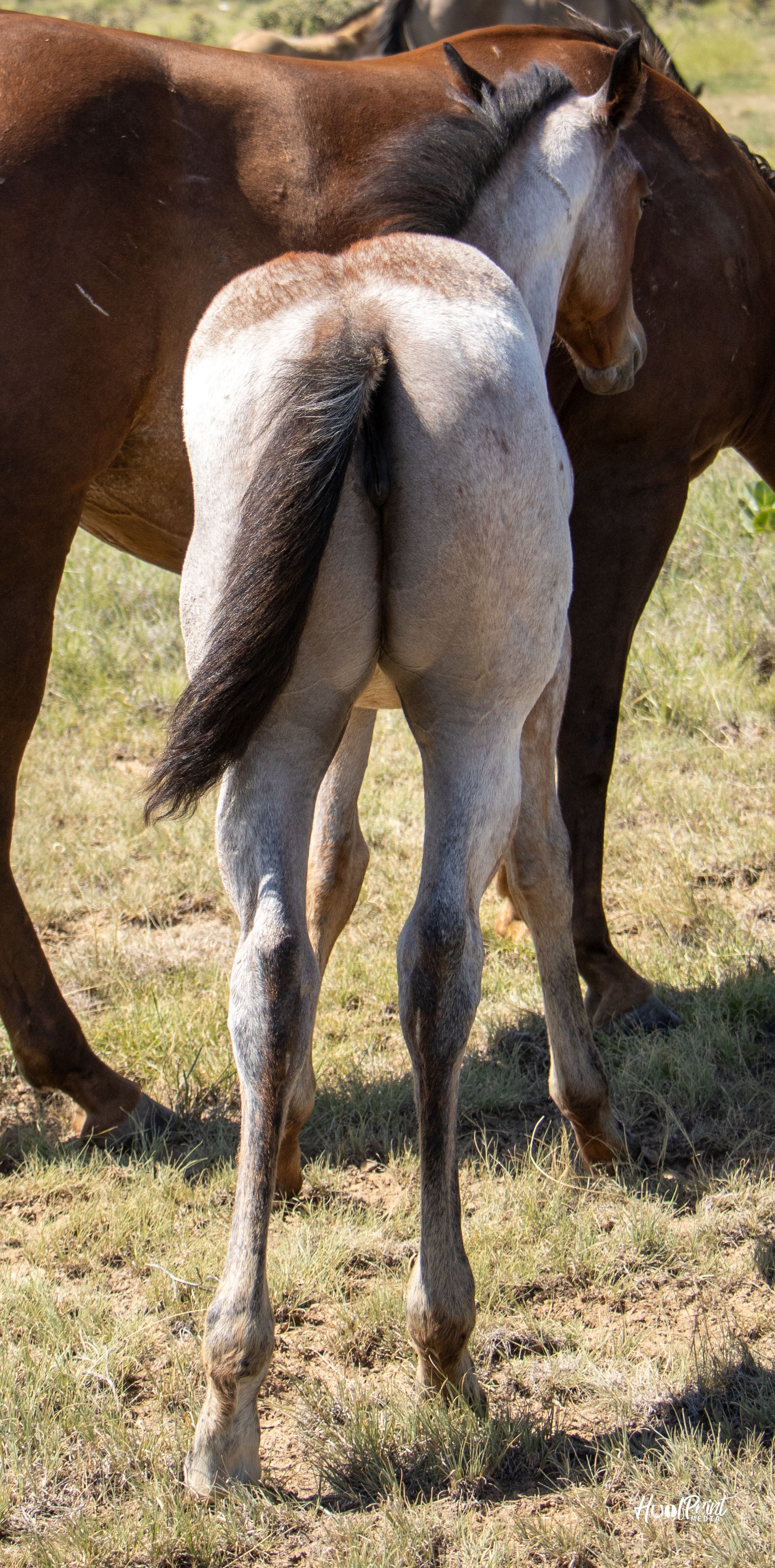 quarter-horse western-paard merrie 1 år till salu - Foto 2