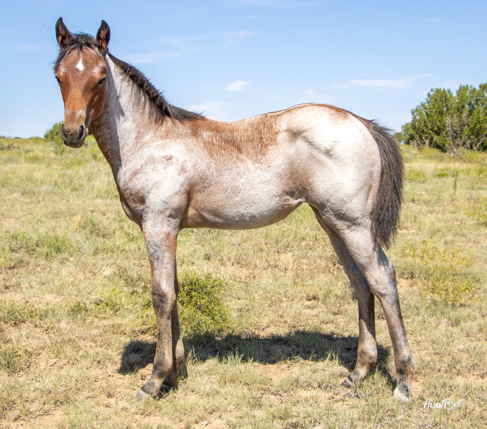 quarter-horse western-paard merrie 1 år till salu - Foto 3