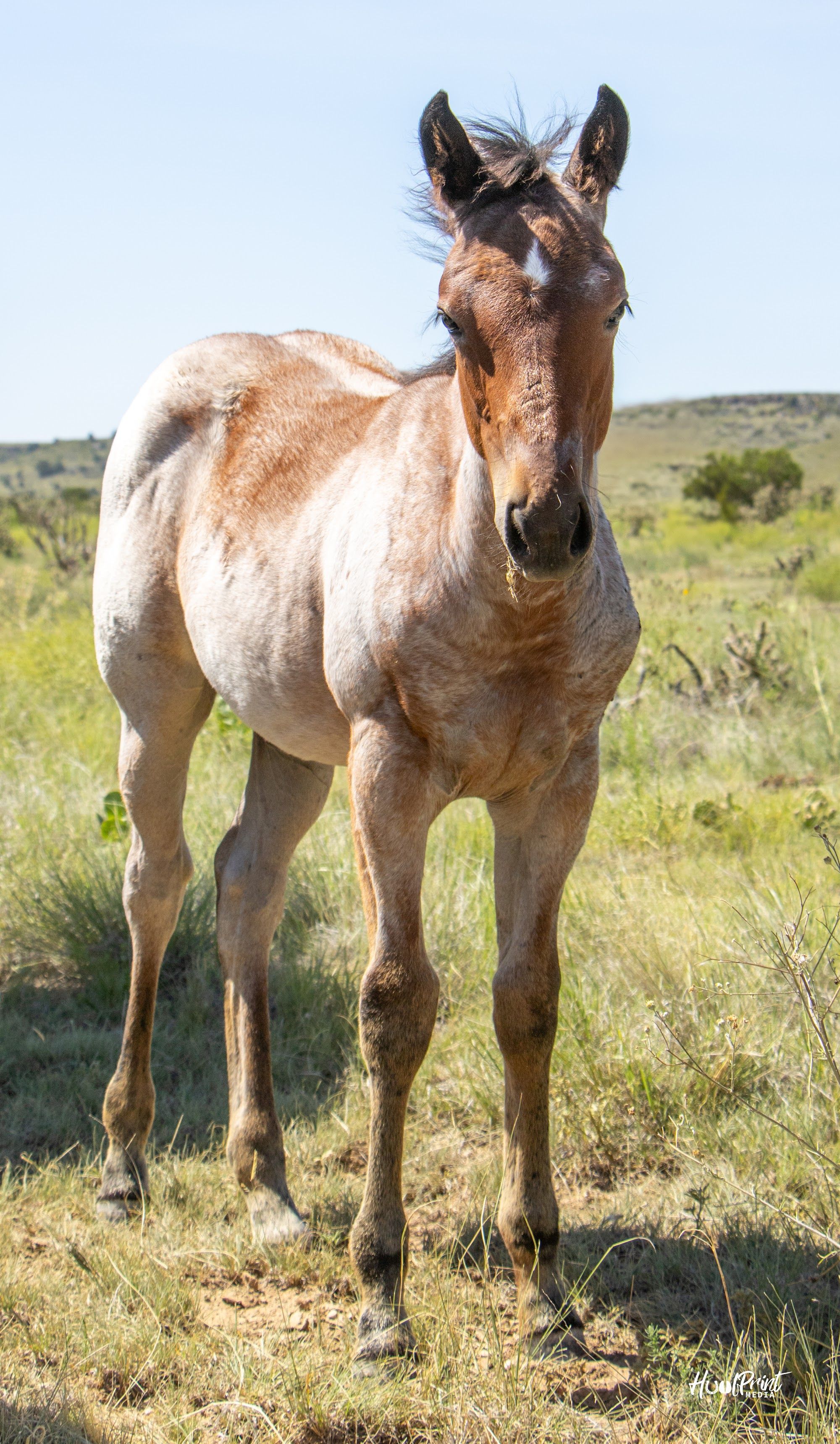 quarter-horse western-paard merrie 1 år till salu - Foto 4