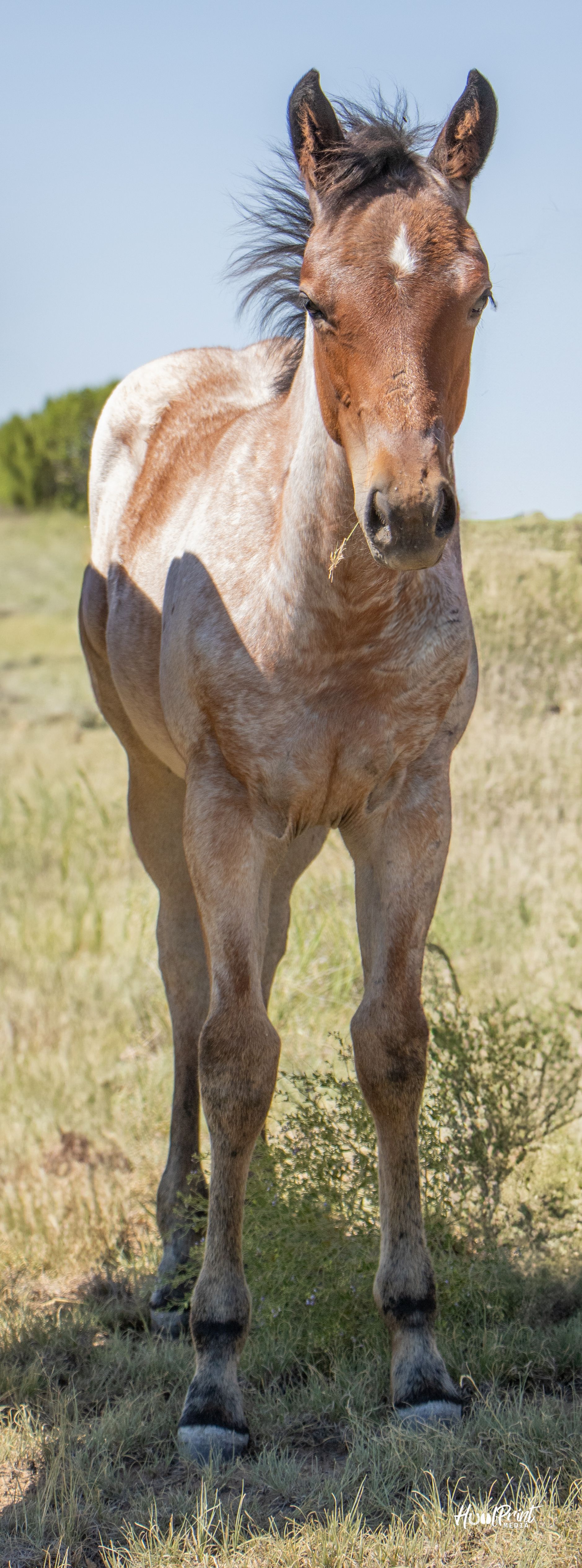 quarter-horse western-paard merrie 1 år till salu - Foto 5