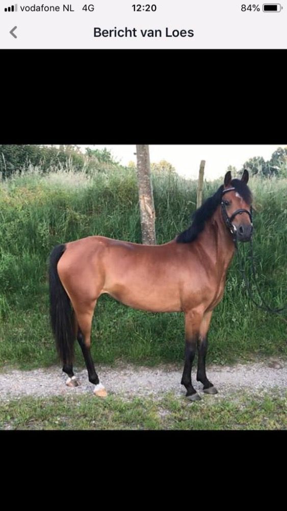 C pony(1.35m) te koop.
