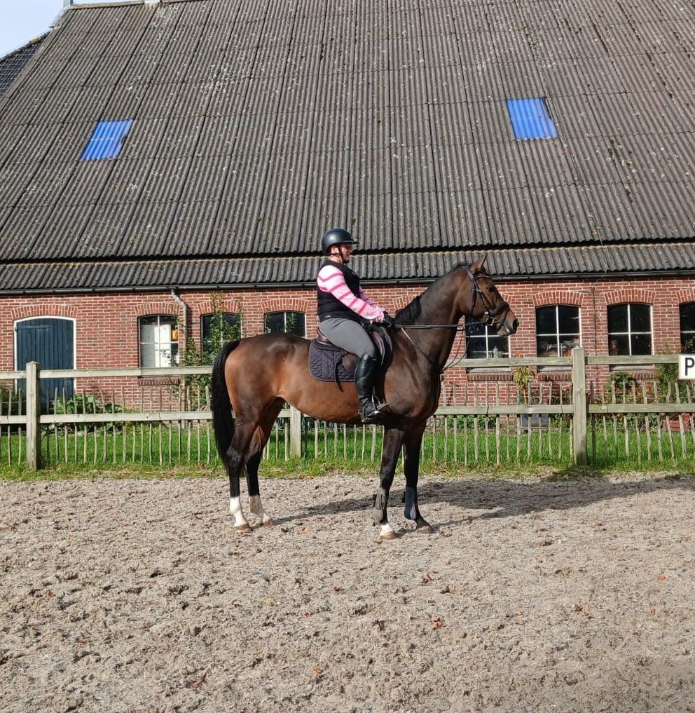 kwpn dressuurpaard merrie 4 år donkerbruin til salg - Foto 4