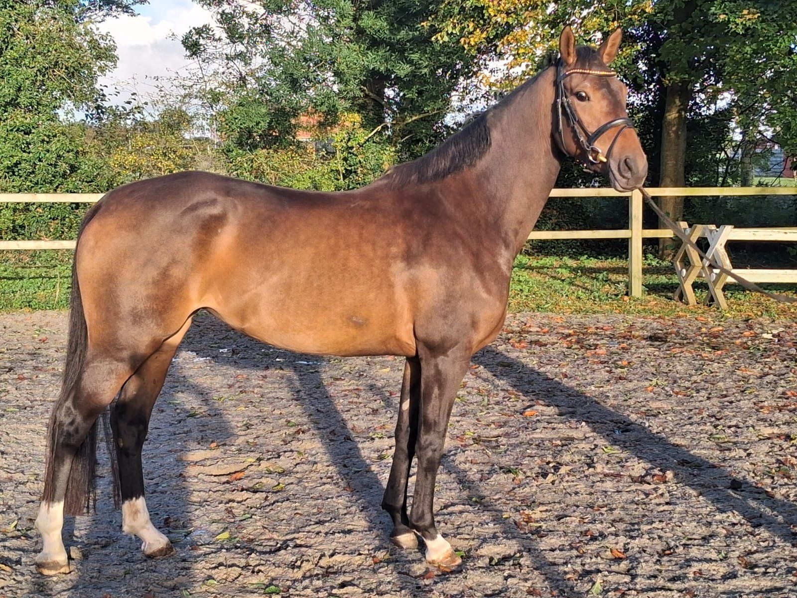 kwpn dressuurpaard merrie 4 år donkerbruin til salg - Foto 2