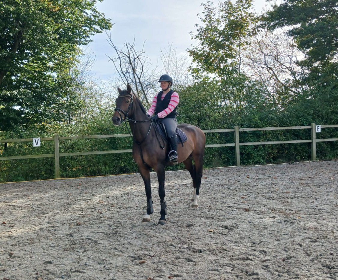 kwpn dressuurpaard merrie 4 år donkerbruin til salg - Foto 3