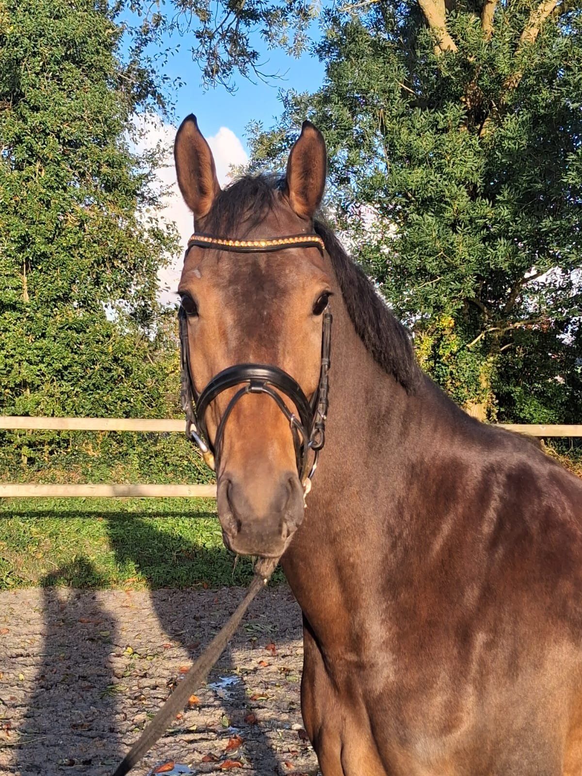 kwpn dressuurpaard merrie 4 år donkerbruin til salg - Foto 5