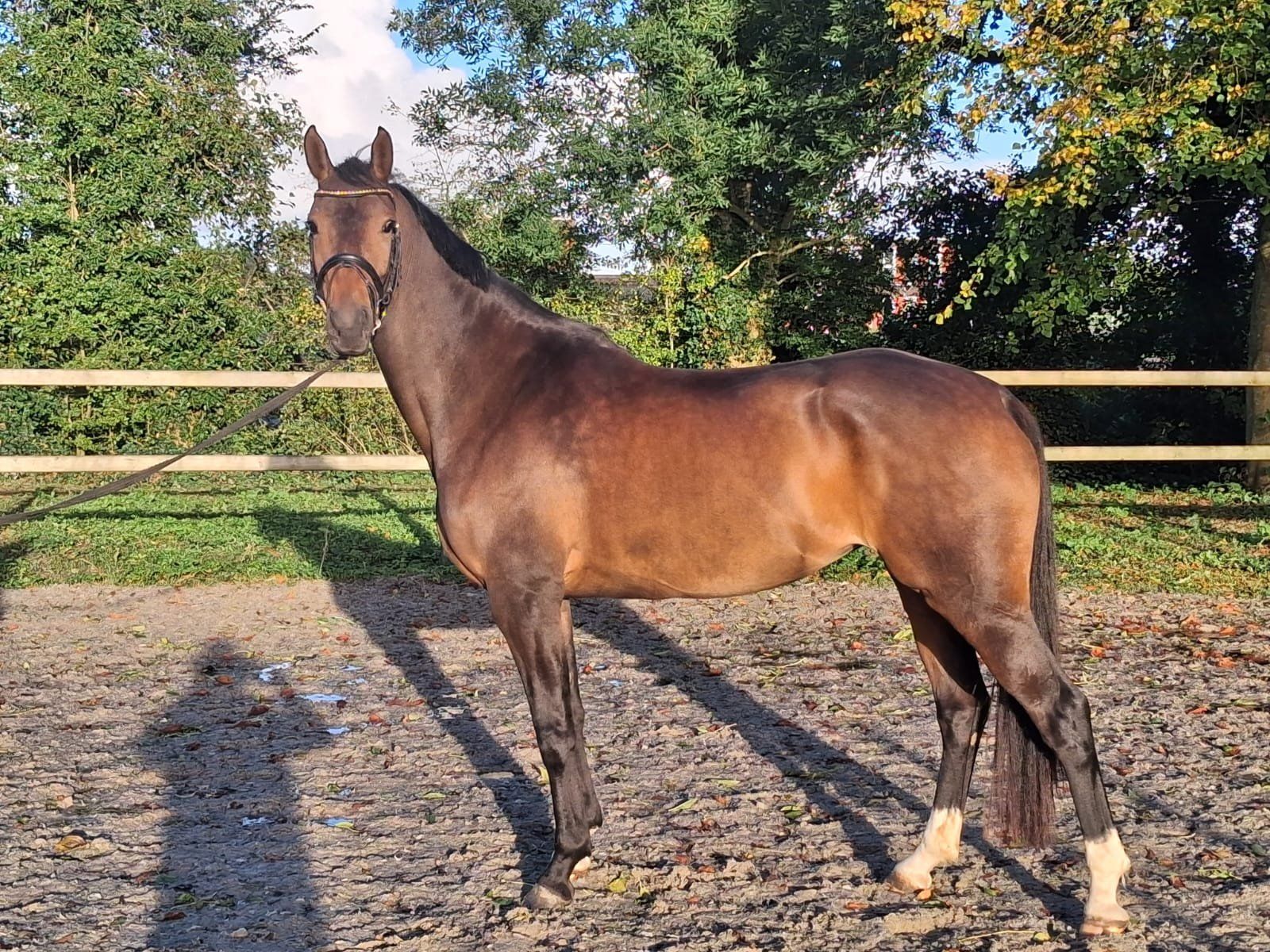 Samira Rose, Dressuurpaard, Merrie, 4 jaar