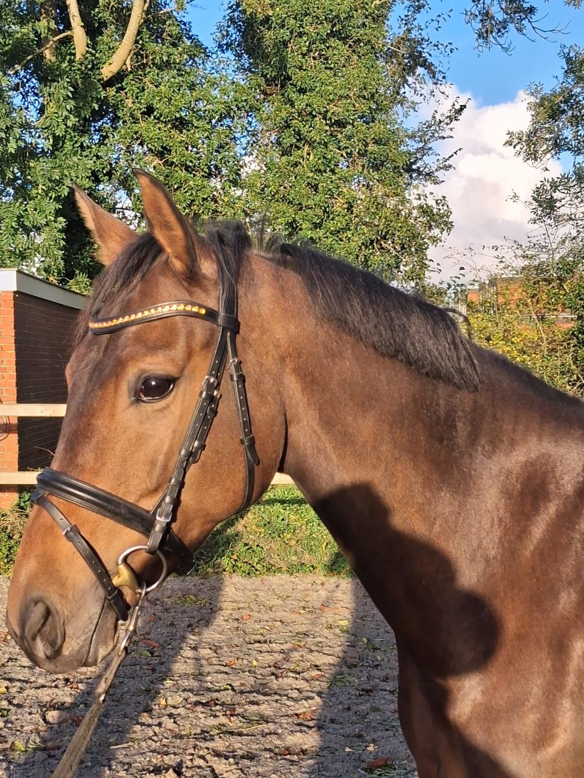 kwpn dressuurpaard merrie 4 år donkerbruin til salg - Foto 6