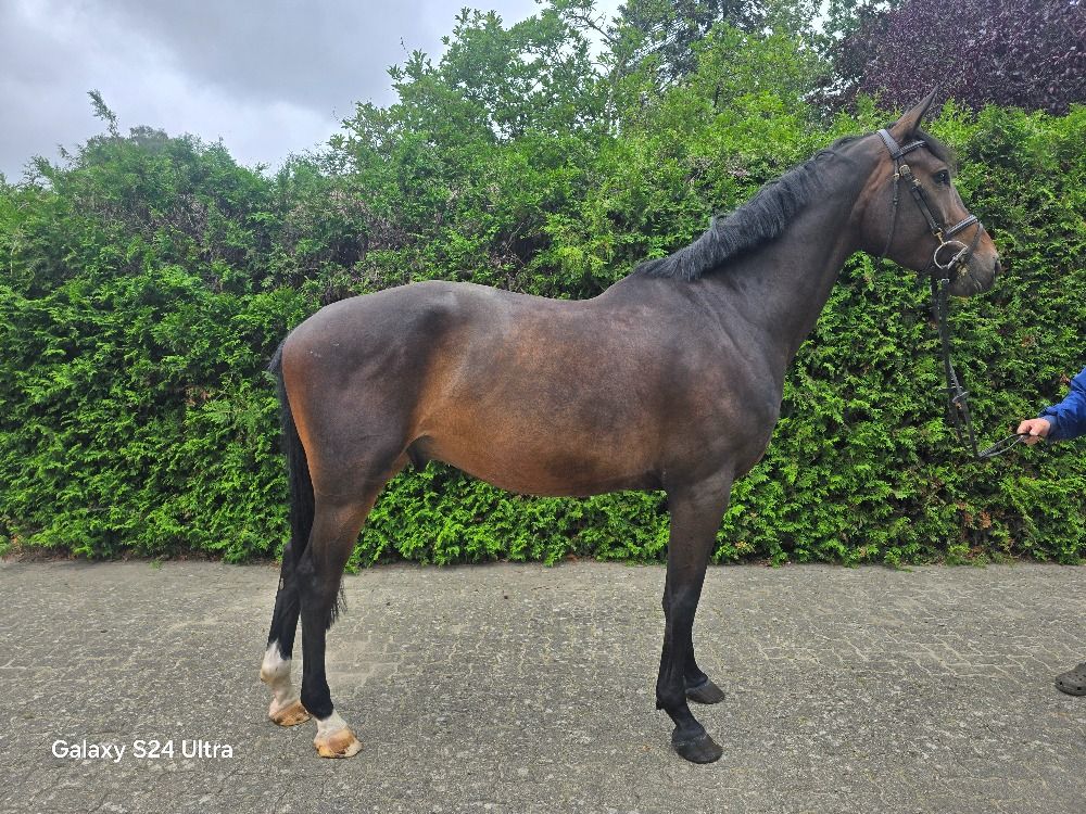 BWP springpaard Ruin 5 jaar Donkerbruin te koop - Foto 3