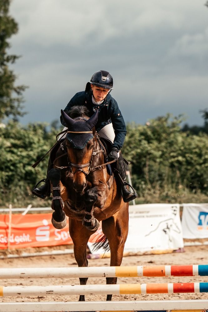 BWP springpaard Ruin 5 jaar Donkerbruin te koop - Foto 4