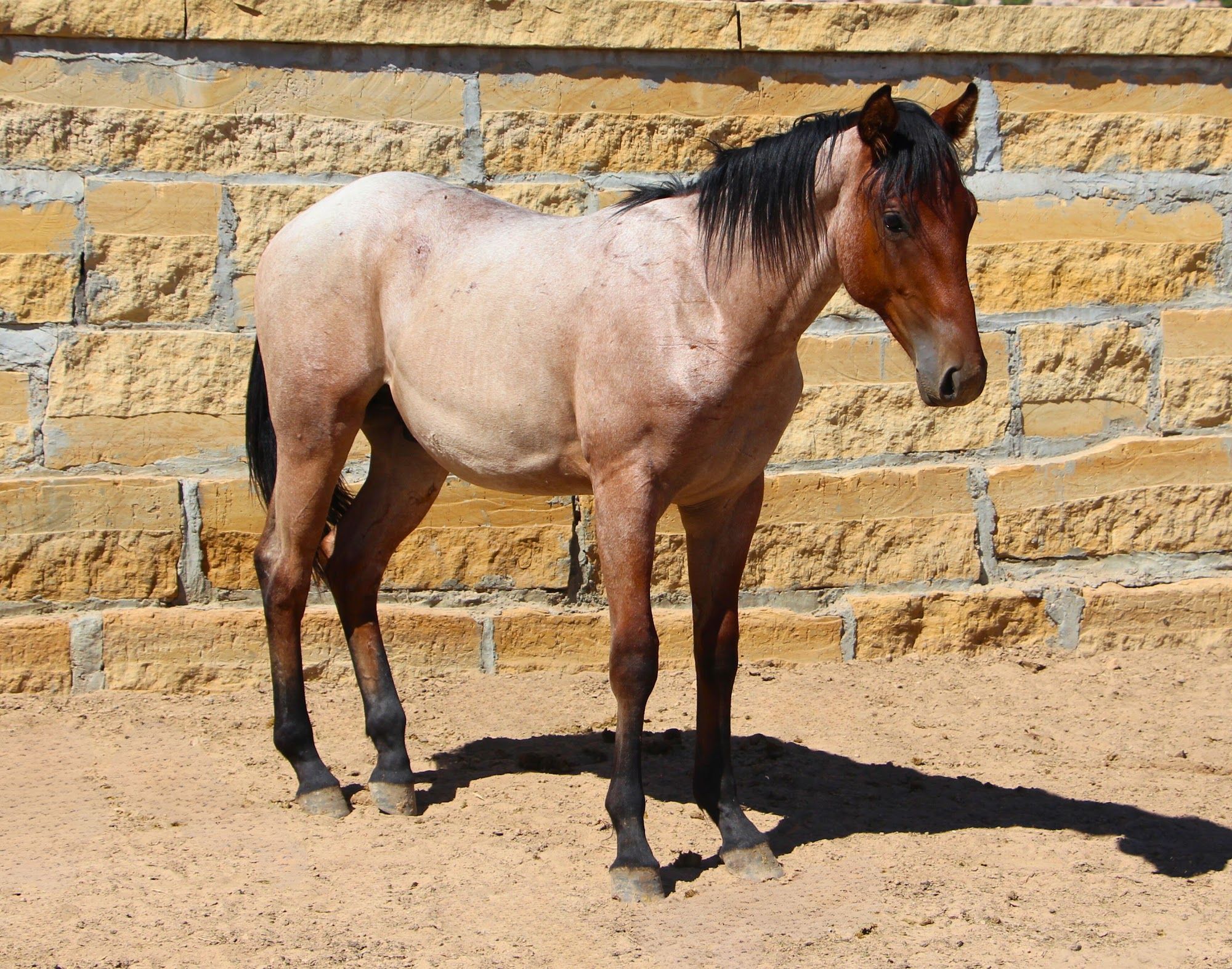 quarter-horse western-paard hengst 3 jaar te koop - Foto 2
