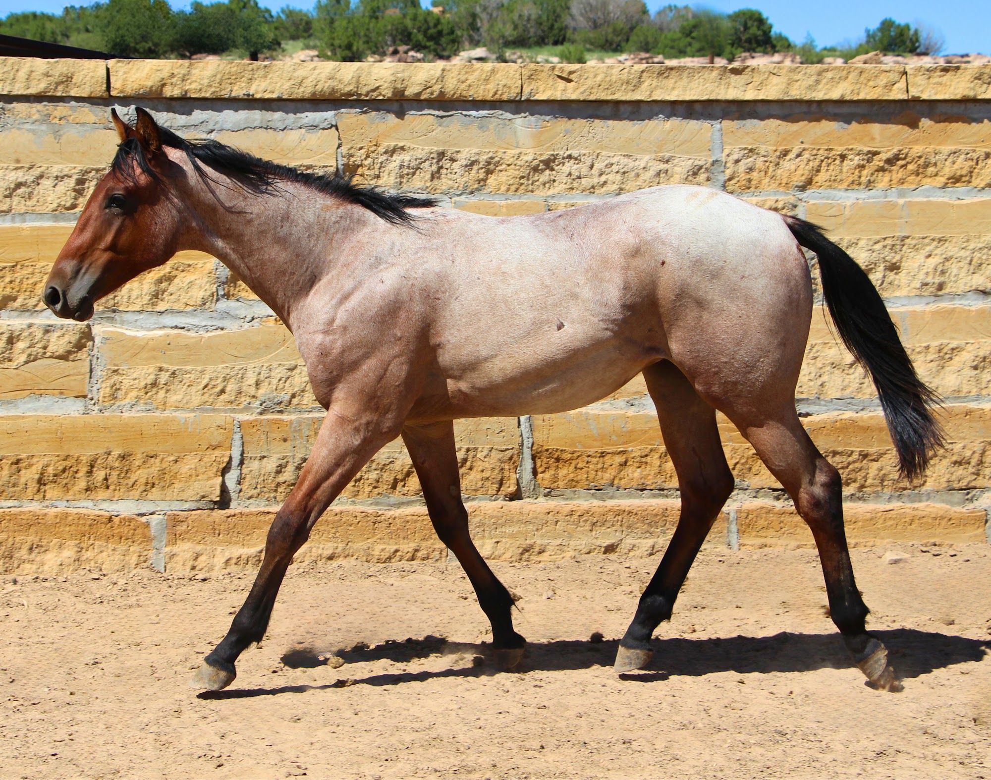 quarter-horse western-paard hengst 3 jaar te koop - Foto 3