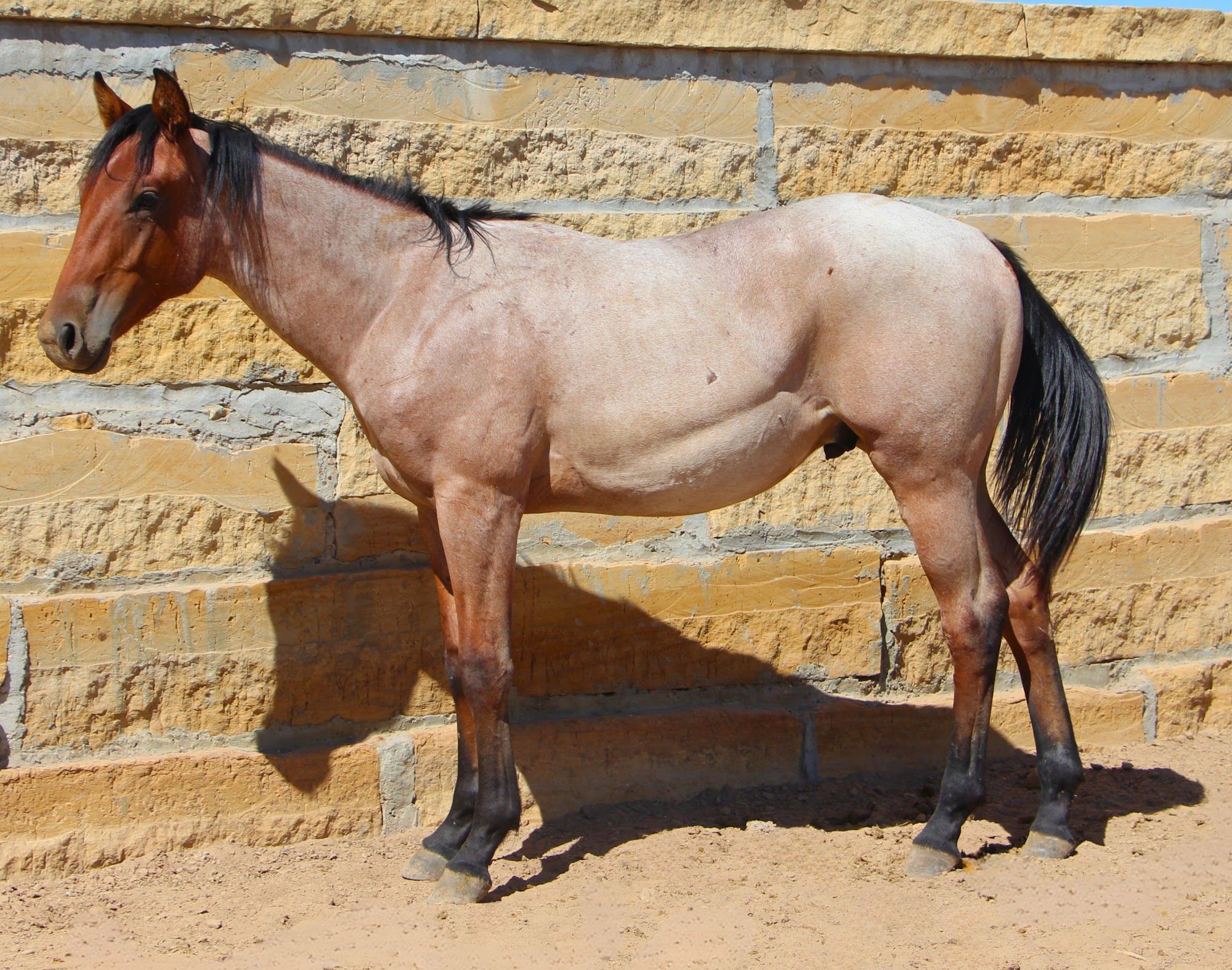quarter-horse western-paard hengst 3 jaar te koop - Foto 4