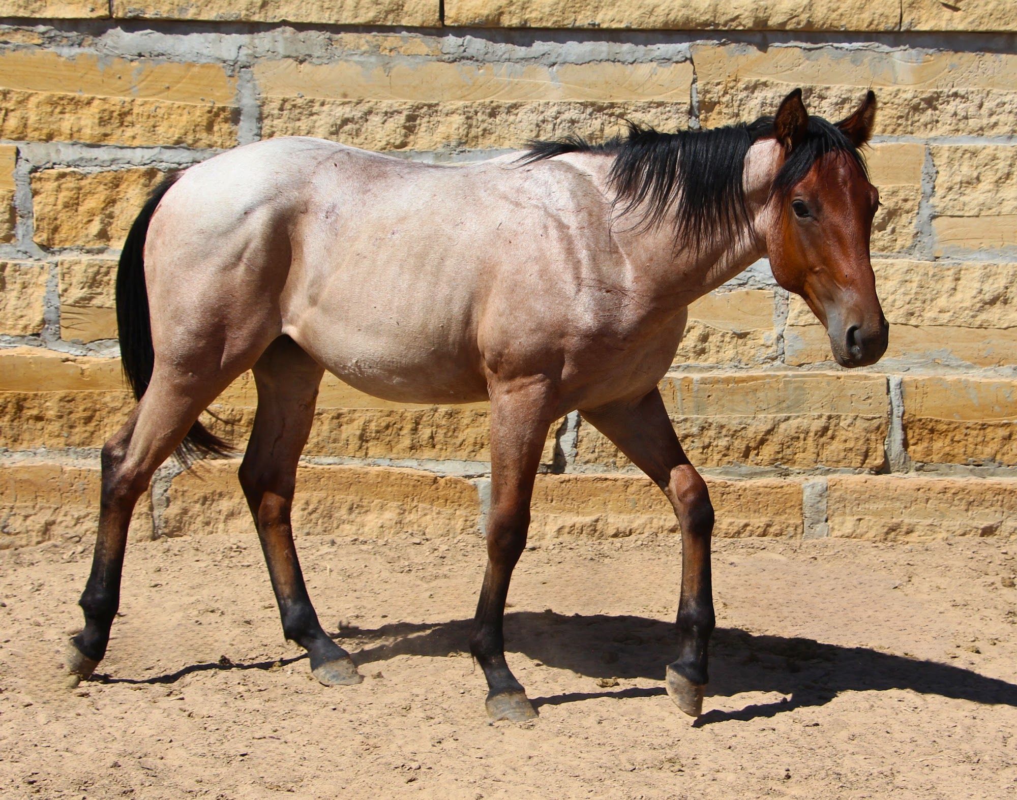 quarter-horse western-paard hengst 3 jaar te koop - Foto 5