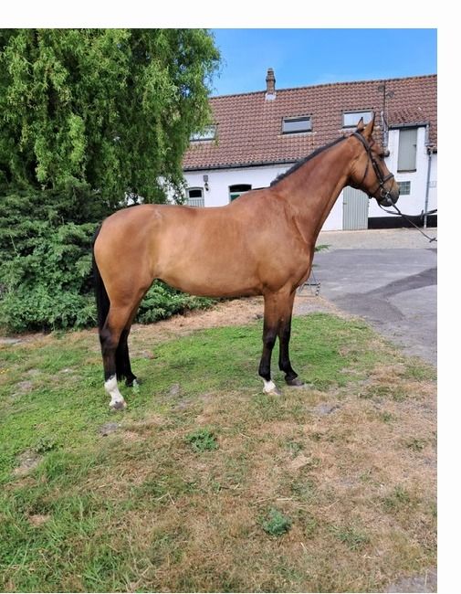 KWPN Dressuurmerrie / Fokmerrie/Recreatiepaard