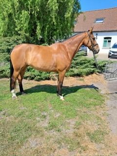 KWPN dressuurpaard Merrie 13 jaar Bruin te koop - Foto 3