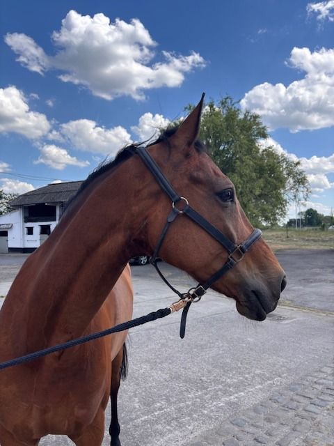 KWPN dressuurpaard Merrie 13 jaar Bruin te koop - Foto 2