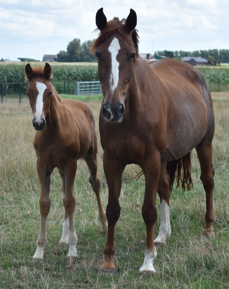 Zangersheide springpaard Hengst Vos te koop - Foto 4