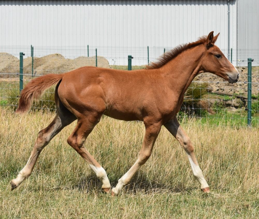 Zangersheide springpaard Hengst Vos te koop - Hoofdfoto