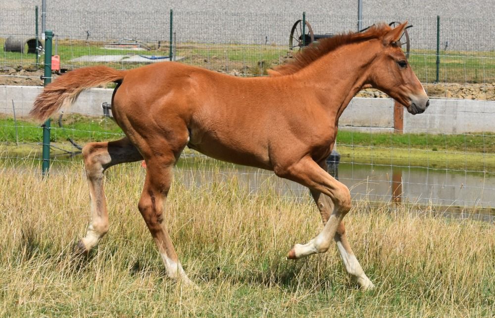 Zangersheide springpaard Hengst Vos te koop - Foto 5