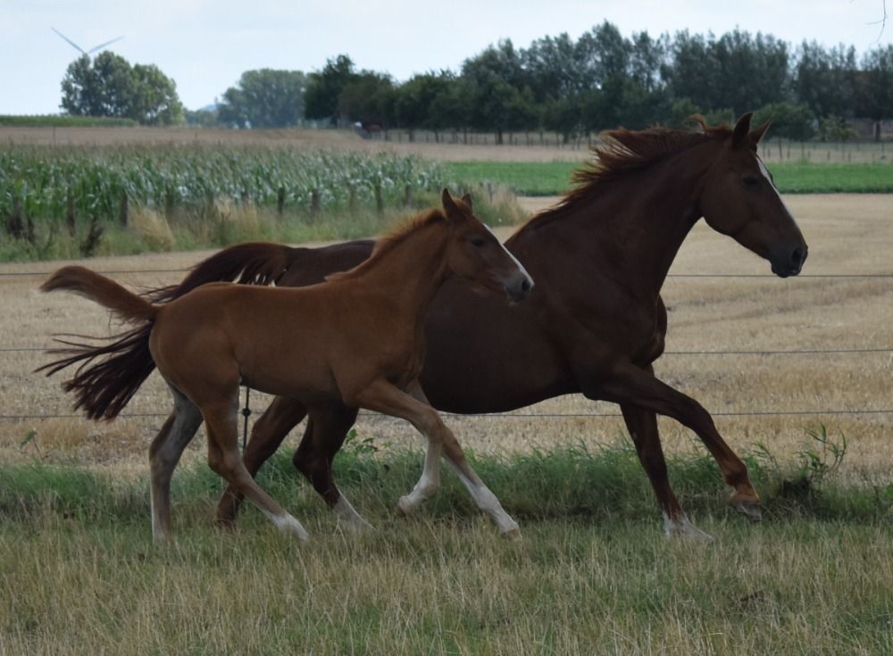 Zangersheide springpaard Hengst Vos te koop - Foto 2